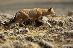 wolf two